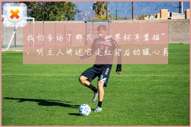 我们专访了那只“世界杯耳聋猫”，听主人讲述它走红背后的暖心真相